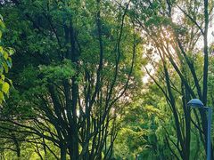 -西湖风景区-江洋畈生态公园