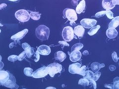 -大连老虎滩海洋公园