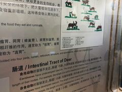 -北京麋鹿生态实验中心