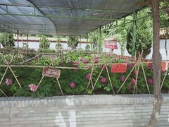 -神州牡丹园