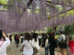 -嘉定紫藤园