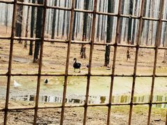 -黄海国家森林公园