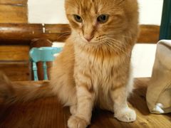 -猫小院猫主题餐厅(南锣旗舰店)