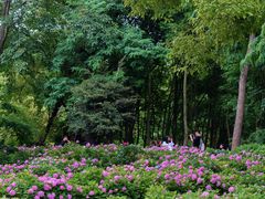 -上海共青森林公园