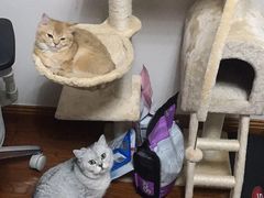 -东方名猫馆·英短金渐层布偶猫舍(环线广场1号楼店)