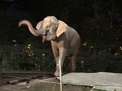 -清迈夜间动物园