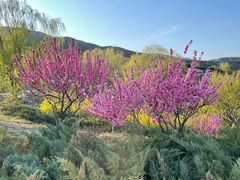 -北京西山国家森林公园