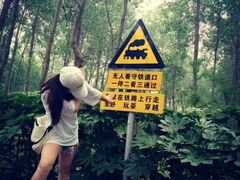 -合肥滨湖国家森林公园