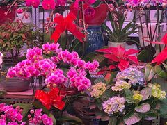 -花鸟鱼虫鲜花绿植市场(玉泉路店)