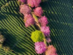 -高东镇樱花园