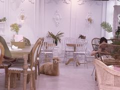 -共舞时光猫咖·狗咖(新街口店)