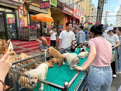 -哈尔滨道外花鸟鱼市场