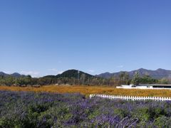 -北京东方普罗旺斯薰衣草庄园