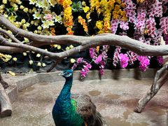 -正佳雨林生态植物园