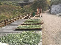 -江西阳明山国家森林公园