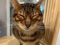 -楼上猫咖(罗湖店)