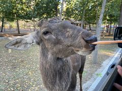 -秦皇岛野生动物园