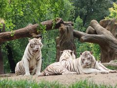 -北京野生动物园