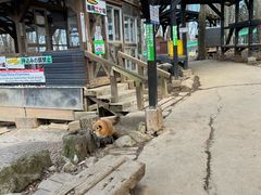 -宫城藏王狐狸村