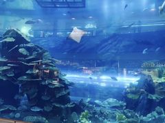-迪拜水族馆及水下动物园