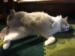 -猫猫幼稚园·撸猫·桌游·电玩