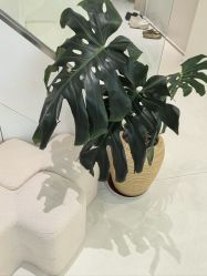 -安那般那皮肤年轻化ANAPANA
