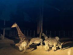 -清迈夜间动物园