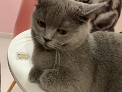 -三花喵·撸猫购宠·宠物生活馆(虹桥南丰城店)