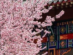 -桃花堤公园