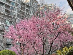 -上海港国际客运中心1号游艇码头