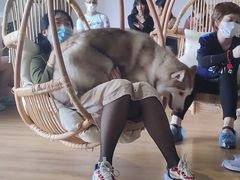 -Husky Go! 哈士奇体验馆·宠物咖啡厅狗咖