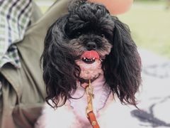 -PETKIT 小佩宠物·低压洗护·美容·寄养(安远店)