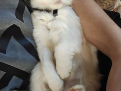 -楼上猫咖(罗湖店)