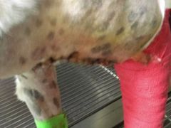 -瑞鹏宠物医院·爱宠堂·骨外专科(西荷分院)