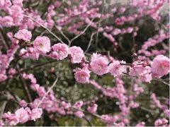 -三圣花乡旅游区