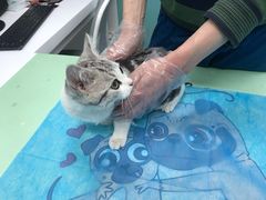 -欧奕国际动物医院