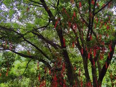 -广州白江湖森林公园