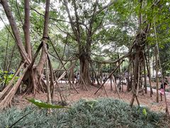 -西双版纳原始森林公园