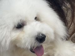 -博特宠物医院24h犬猫全科.骨科·异宠