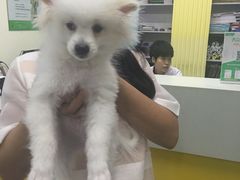 -瑞派宠物医院·24小时骨科·心脏·核磁(哈尔滨南岗店)