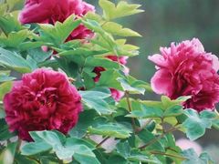 -北京西山国家森林公园