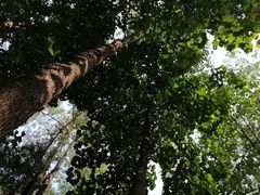 -火炉山森林公园