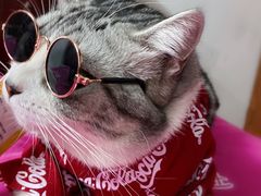 -70cat德文卷毛猫·缅因猫纯种猫舍