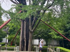 -上海佘山国家森林公园天马山园