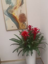 -雅曼妮spa美容养生