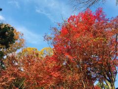 -西芳寺(苔寺)