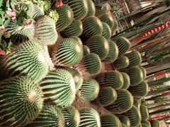 -石家庄市植物园