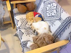 -平行世界·猫咖(首经贸店)