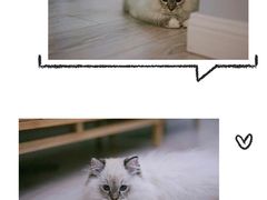 -东方名猫馆·英短金渐层布偶猫舍(环线广场1号楼店)