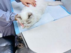 -贝康宠物医院·犬猫全科·小动物特色诊疗中心(东环路店)